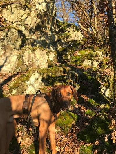 Rhodesian Ridgeback-Beitrag-Bild