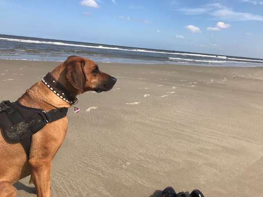 Rhodesian Ridgeback-Beitrag-Bild