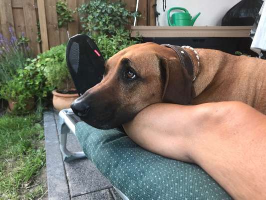 Rhodesian Ridgeback-Beitrag-Bild