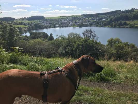 Rhodesian Ridgeback-Beitrag-Bild