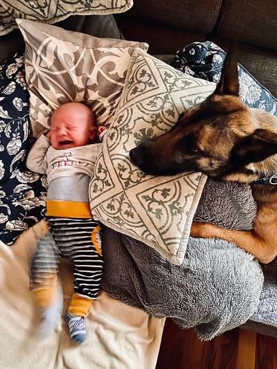 Rhodesian Ridgeback-Beitrag-Bild