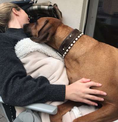 Rhodesian Ridgeback-Beitrag-Bild
