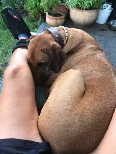 Rhodesian Ridgeback-Beitrag-Bild