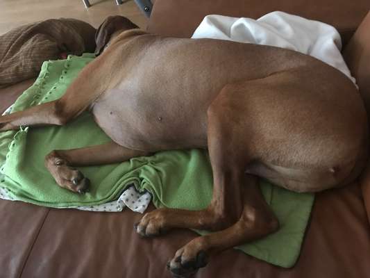 Rhodesian Ridgeback-Beitrag-Bild
