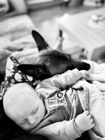 Rhodesian Ridgeback-Beitrag-Bild