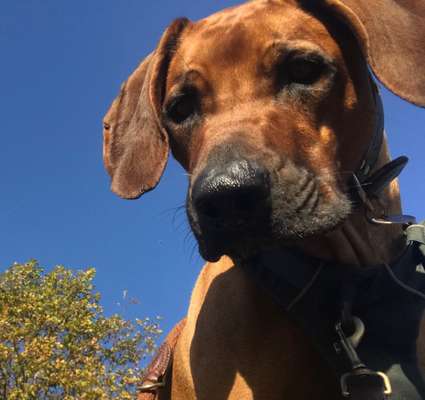 Rhodesian Ridgeback-Beitrag-Bild
