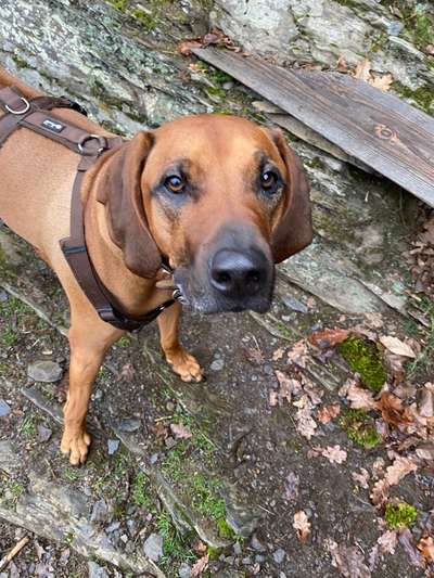 Rhodesian Ridgeback-Beitrag-Bild