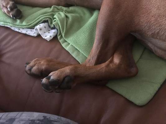 Rhodesian Ridgeback-Beitrag-Bild