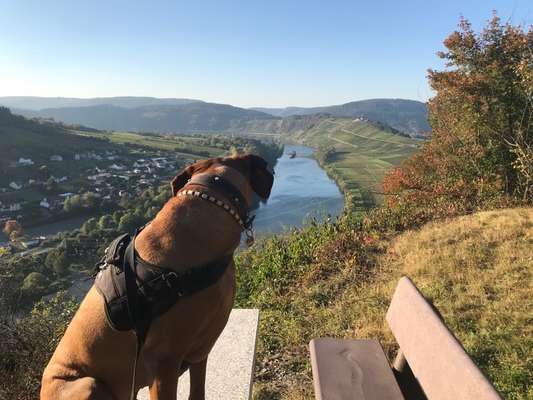 Rhodesian Ridgeback-Beitrag-Bild