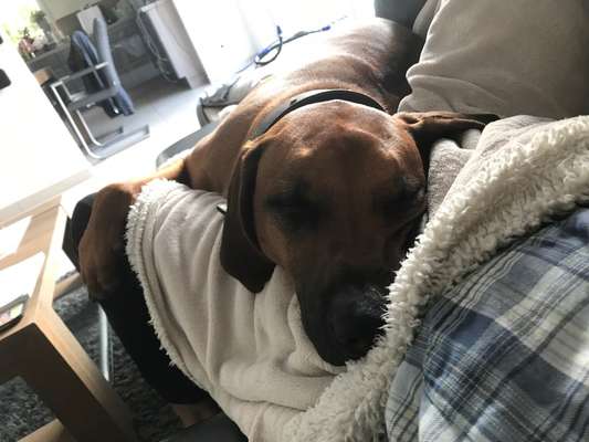 Rhodesian Ridgeback-Beitrag-Bild