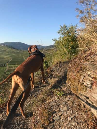 Rhodesian Ridgeback-Beitrag-Bild