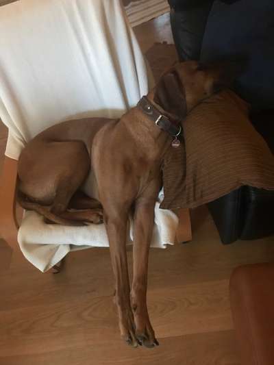 Rhodesian Ridgeback-Beitrag-Bild