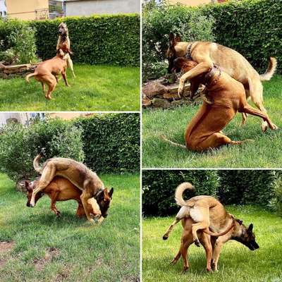 Rhodesian Ridgeback-Beitrag-Bild
