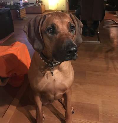 Rhodesian Ridgeback-Beitrag-Bild