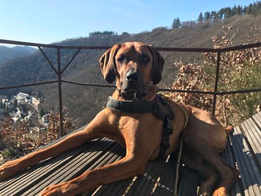 Rhodesian Ridgeback-Beitrag-Bild