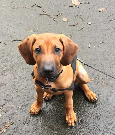 Rhodesian Ridgeback-Beitrag-Bild