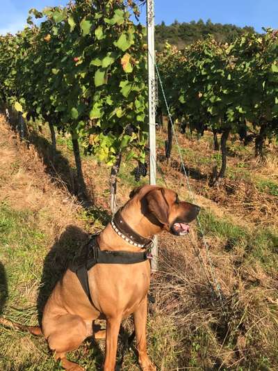 Rhodesian Ridgeback-Beitrag-Bild