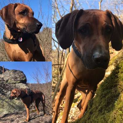 Rhodesian Ridgeback-Beitrag-Bild