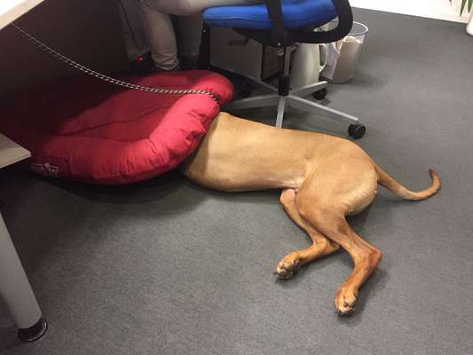 Rhodesian Ridgeback-Beitrag-Bild