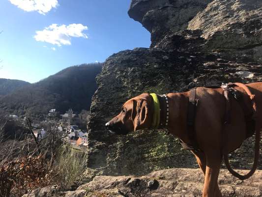 Rhodesian Ridgeback-Beitrag-Bild