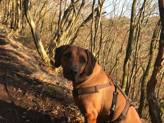 Rhodesian Ridgeback-Beitrag-Bild