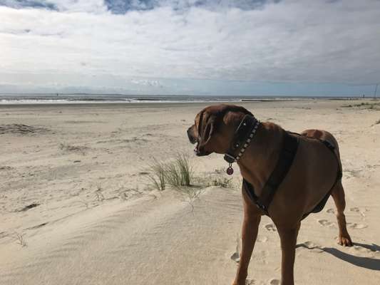 Rhodesian Ridgeback-Beitrag-Bild
