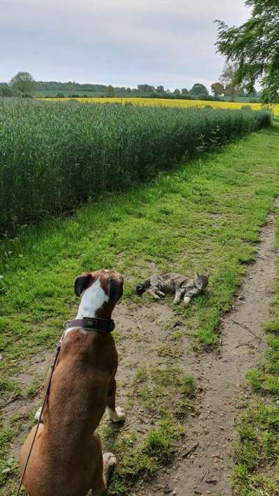 Hund und Katz Momente-Beitrag-Bild