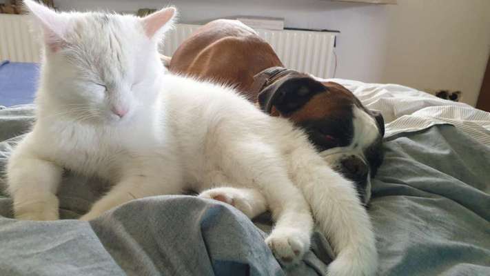 Hund und Katz Momente-Beitrag-Bild