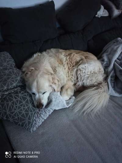 Wo sind die Golden Retriever Liebhaber?-Beitrag-Bild