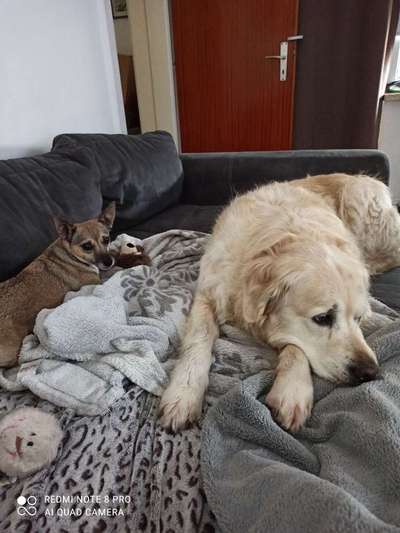 BIG LOVE :) mit 2 Hunden❣️-Beitrag-Bild