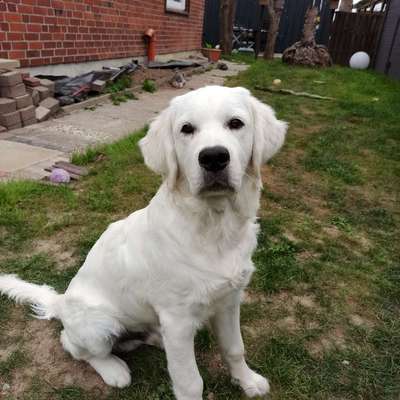 Hundetreffen-In 24235 Wendtorf-Bild