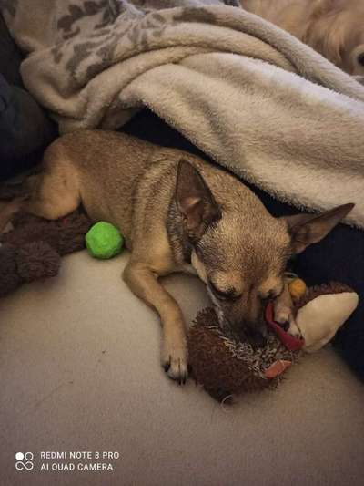 Der Lieblingsplüschi eures Vierbeiners-Beitrag-Bild