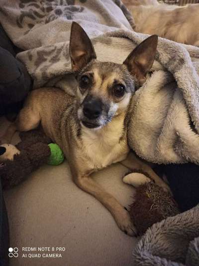 Mischlinge raten - Rätselspaß-Beitrag-Bild