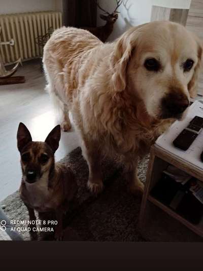 BIG LOVE :) mit 2 Hunden❣️-Beitrag-Bild