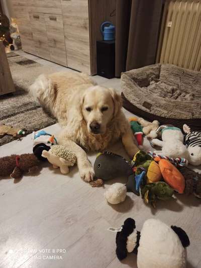 Wo sind die Golden Retriever Liebhaber?-Beitrag-Bild