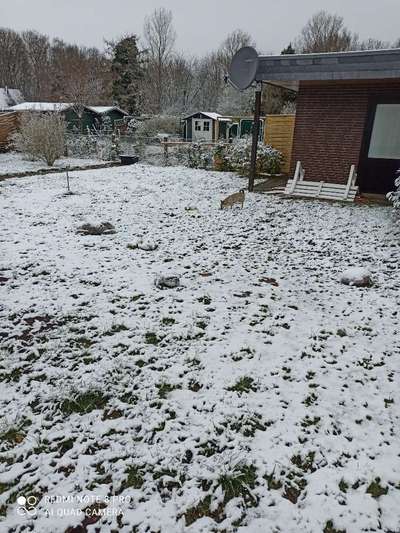 Mischlinge raten - Rätselspaß-Beitrag-Bild