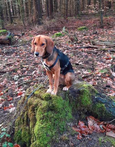 Hund aus dem Spanischen Tierschutz-Beitrag-Bild