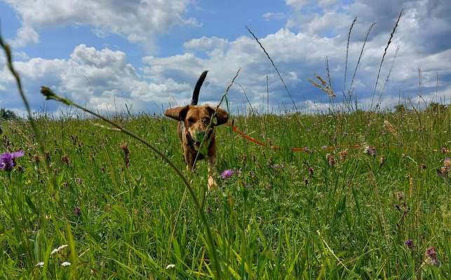 156. Fotochallenge *** DEIN HUND UND DIE WUNDERSCHÖNEN WOLKEN ***-Beitrag-Bild