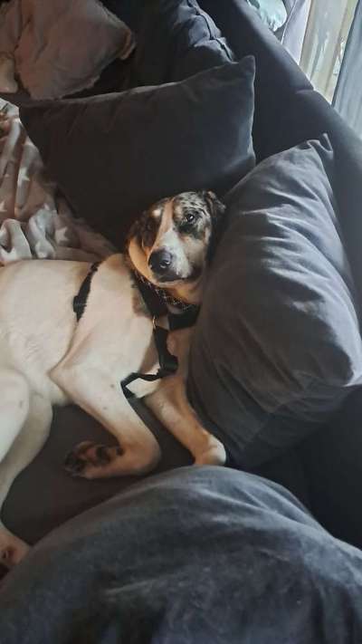 TierschutzhundeStammtisch🐕-Beitrag-Bild