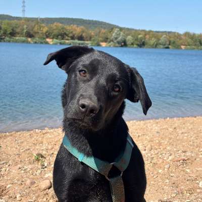 Hundetreffen-Gemeinsames Training-Bild