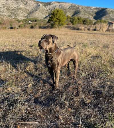 Cane Corso-Beitrag-Bild