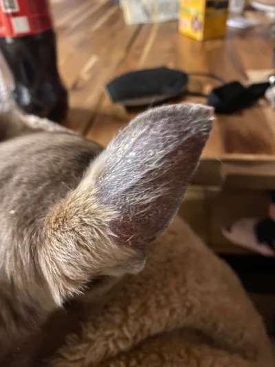 Fell fällt an den Ohren aus-Beitrag-Bild