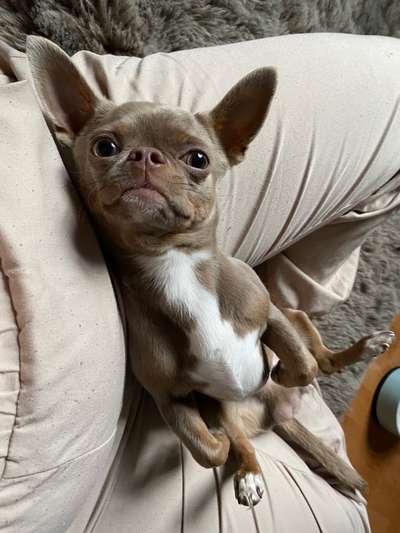 Dogorama Photo Challenge - Hundeblick zum hinschmelzen-Beitrag-Bild