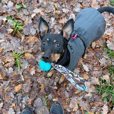 Hundetreffen-Social Walk/Training an der Leine-Bild