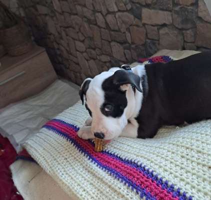 Freunde von 'Kampfhunden'-Beitrag-Bild