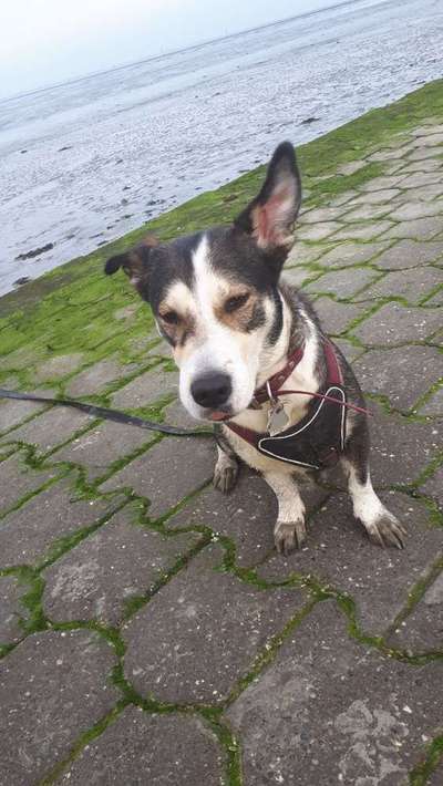 Dein Hund im Dogorama-Kalender 2021-Beitrag-Bild