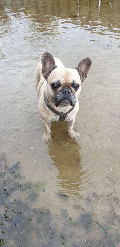 Unsere Fellnasen im Regenbogenland-Beitrag-Bild