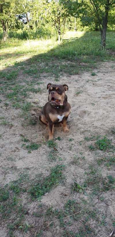 Olde English Bulldogge-Beitrag-Bild