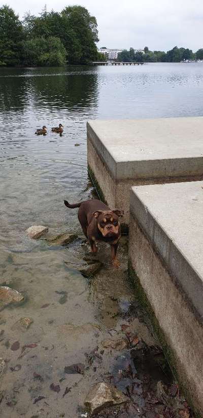 Olde English Bulldogge-Beitrag-Bild