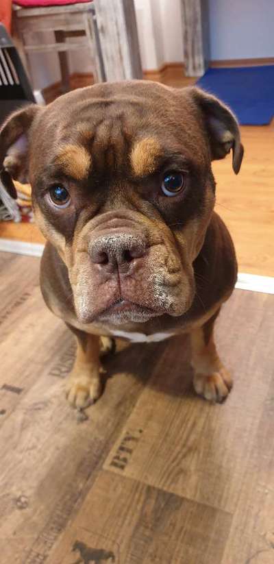 Olde English Bulldogge-Beitrag-Bild